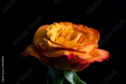 Yellow orange rose