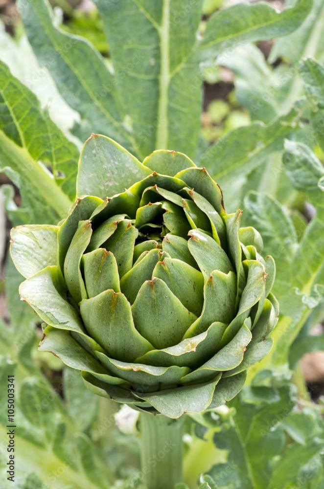 Obraz premium Enginar Tarlası