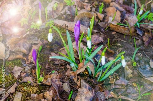 Delicate Snowdrop and purple crocus flowers