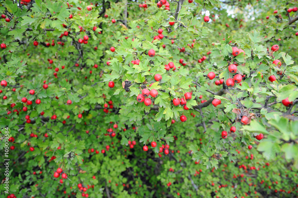 The hawthorn Bush with fruit