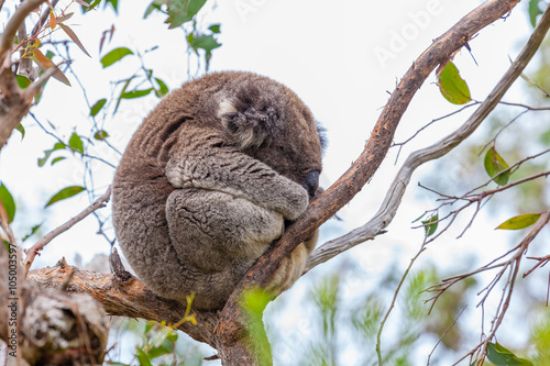 Wild koala at Great Otway National Park in Australia photo