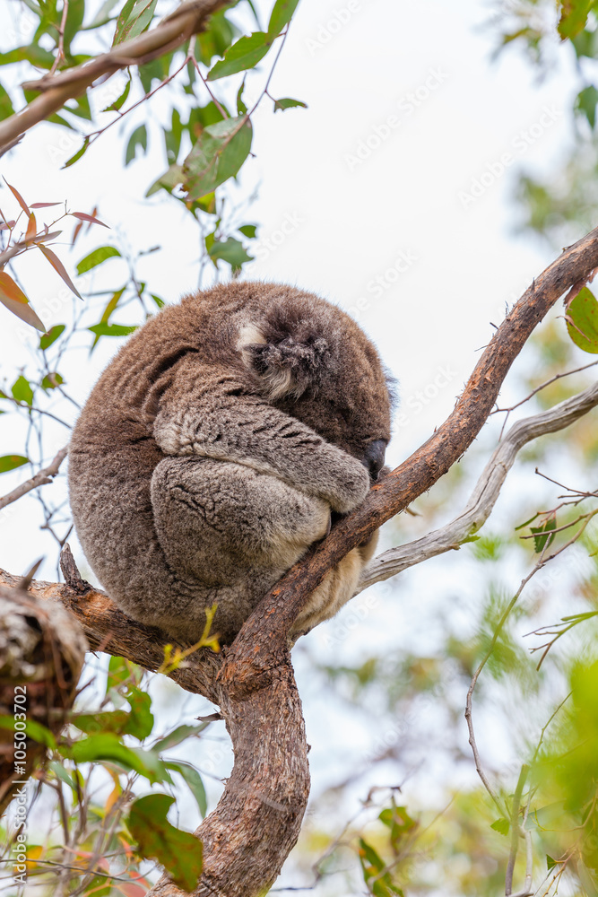 Fototapeta premium Wild koala at Great Otway National Park in Australia