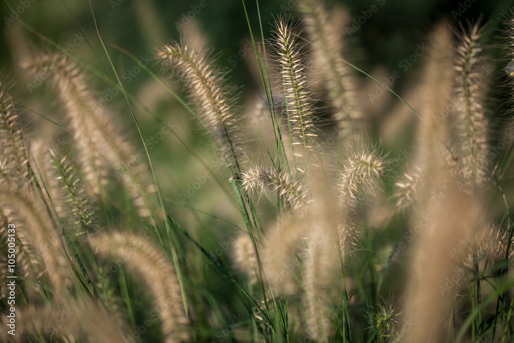 Decorative grass in a park Decorative grass in a park