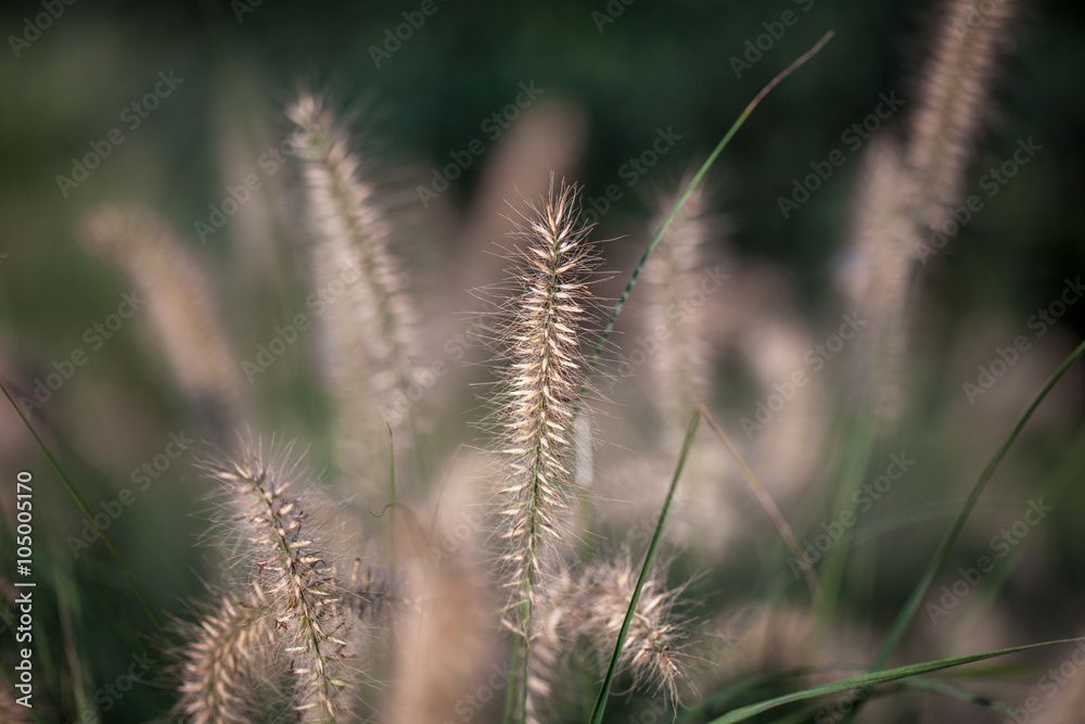 Decorative grass in a park Decorative grass in a park