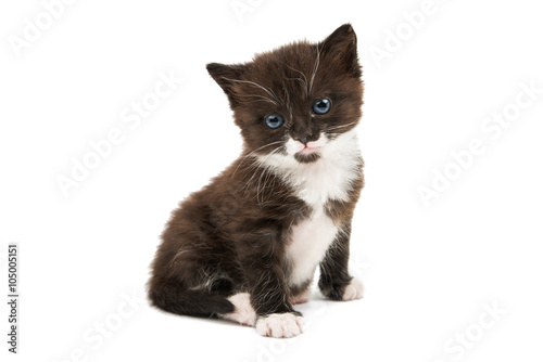 Fototapeta Naklejka Na Ścianę i Meble -  black and white kitten isolated
