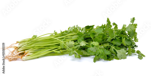 Bunch of fresh coriander leaves on white background
