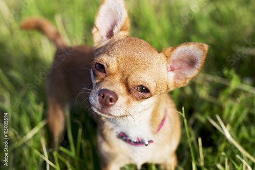 tiny chihuahua on a grasse photo