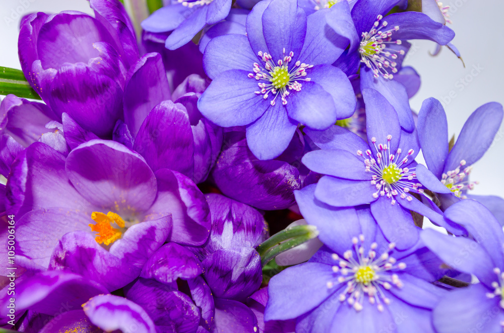 Fototapeta Delicate snowdrop, blue hepatica and purple crocus flowers on wh