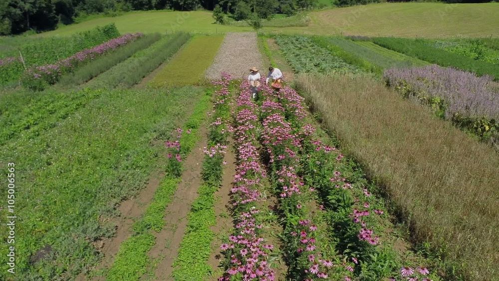 Village couple picking blossoms Village couple picking blossoms