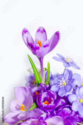 Fototapeta Naklejka Na Ścianę i Meble -  Delicate snowdrop, blue hepatica and purple crocus flowers on wh