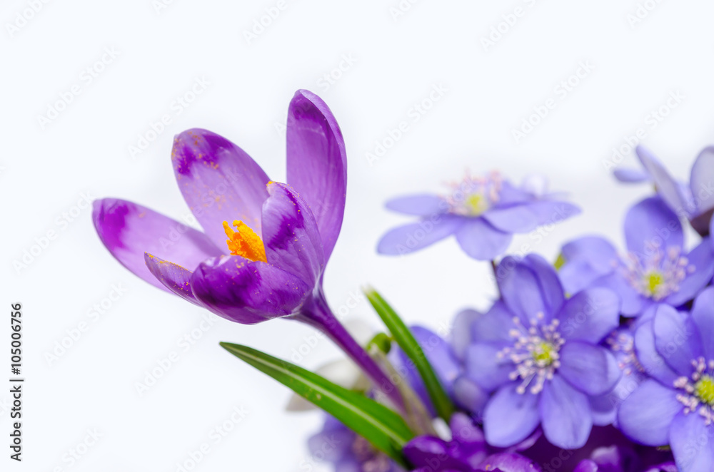 Obraz premium Delicate snowdrop, blue hepatica and purple crocus flowers on wh