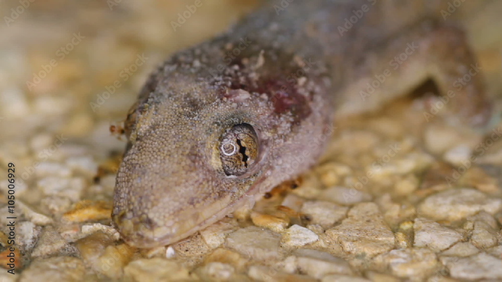 Ants eat a dead gecko