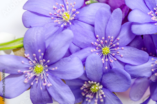 Delicate snowdrop, blue hepatica and purple crocus flowers on wh