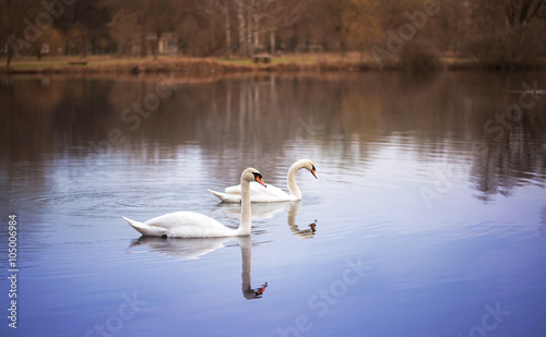 Swans on the beautiful lake © SasaStock