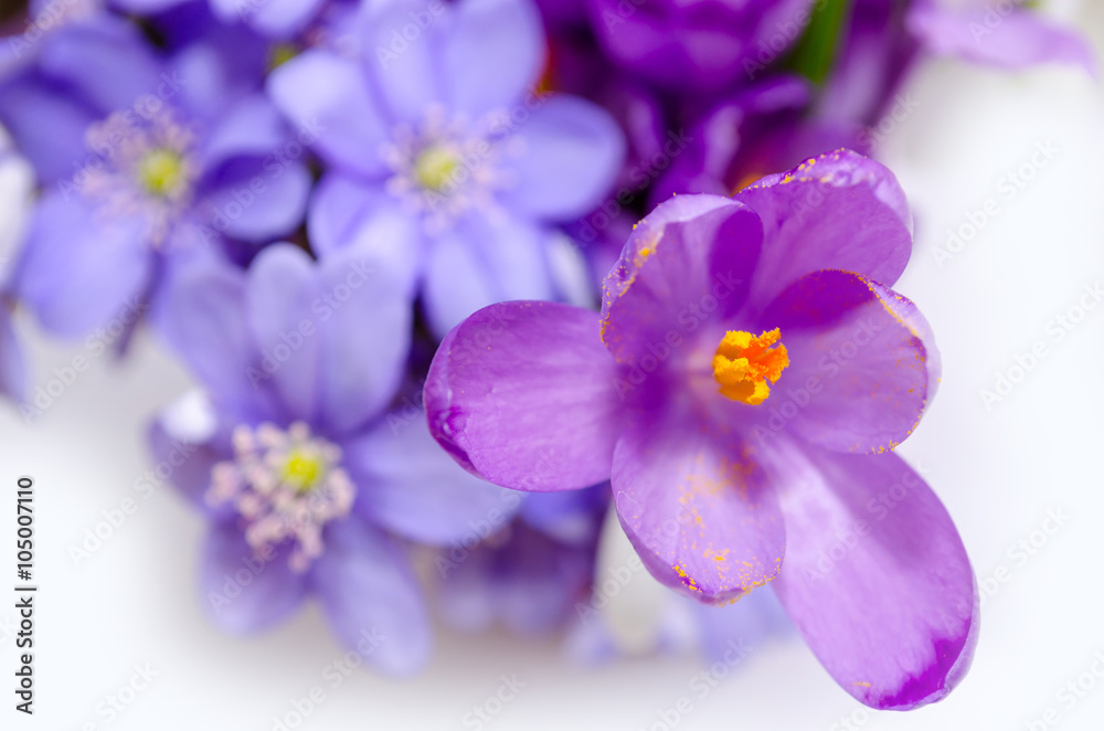 Delicate snowdrop, blue hepatica and purple crocus flowers on wh Delicate snowdrop, blue hepatica and purple crocus flowers on wh