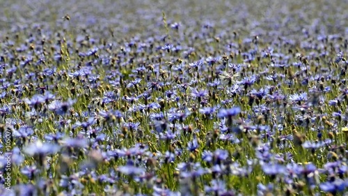 Campo di fiori, Castelluccio di Norcia