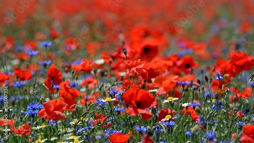 Campo di fiori, Castelluccio di Norcia