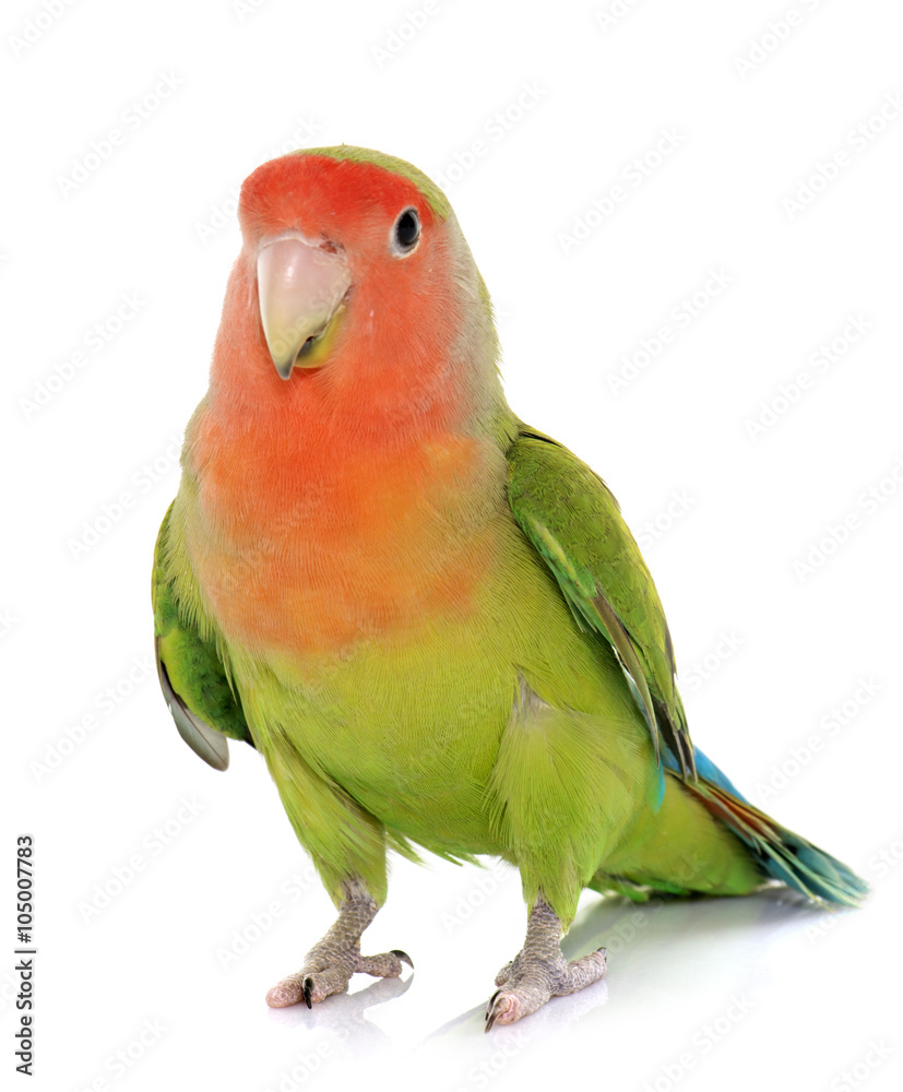 Fototapeta premium Peach faced Lovebird