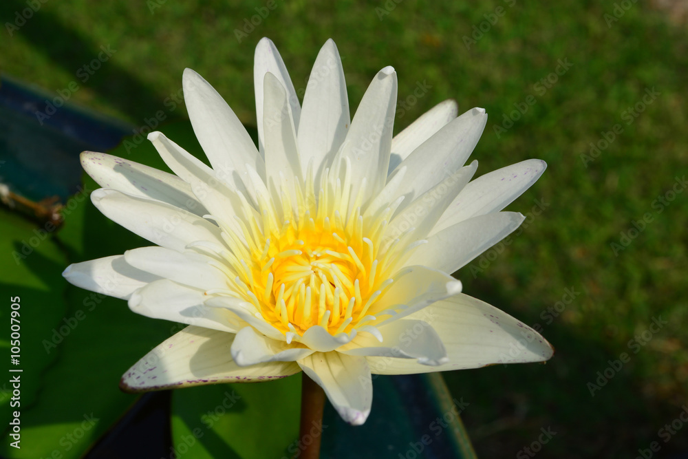 Tropical water-lily Tropical water-lily