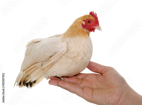 hen Japanese bantam