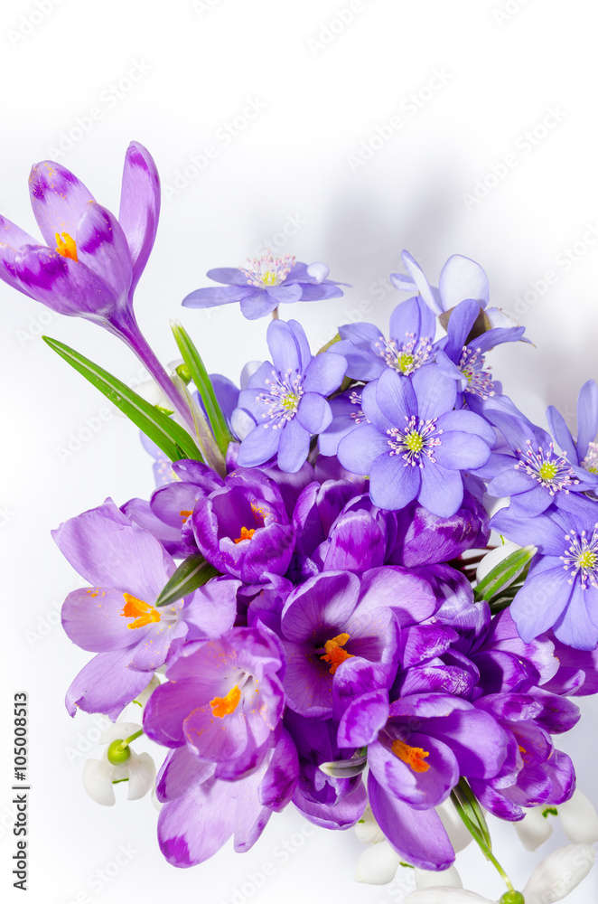 Delicate snowdrop, blue hepatica and purple crocus flowers on wh Delicate snowdrop, blue hepatica and purple crocus flowers on wh