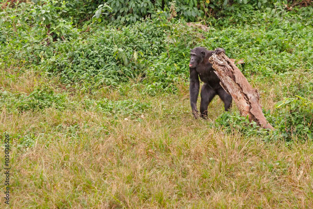 Naklejka premium Adult chimpanzee standing and holding on snag. Ngamba island chimpanzee sanctuary, Uganda.