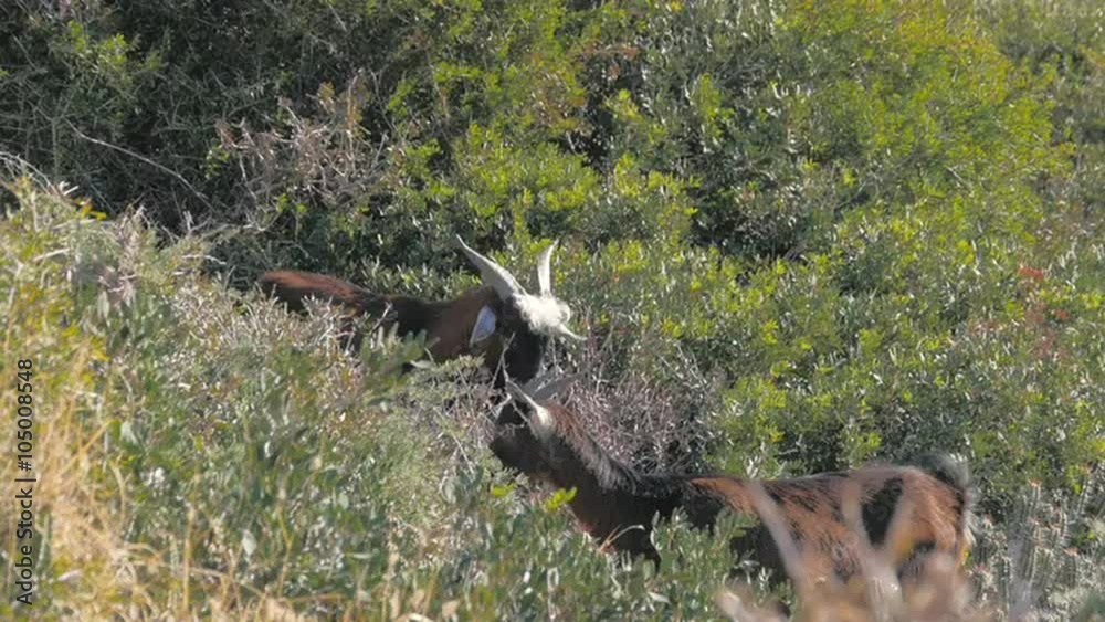 Goat herd looking for food between the bushes Goat herd looking for food between the bushes