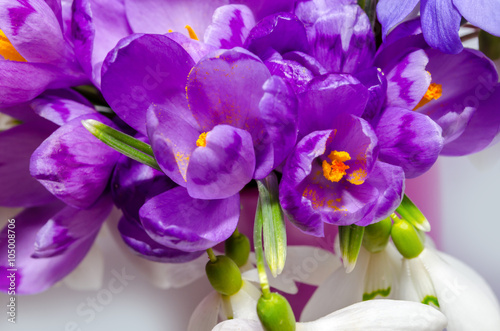 Fototapeta Naklejka Na Ścianę i Meble -  Delicate snowdrop, blue hepatica and purple crocus flowers on wh