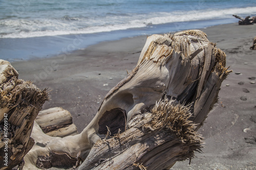 Treibholz am Strand an der Westküste Neuseeland