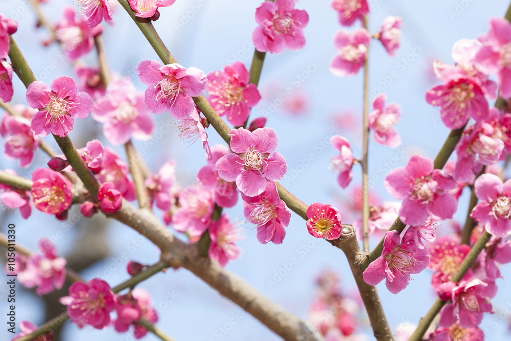 梅の花 梅の花