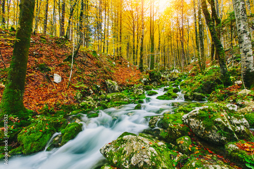Gorgeous scene of creek in colorful autumnal forest