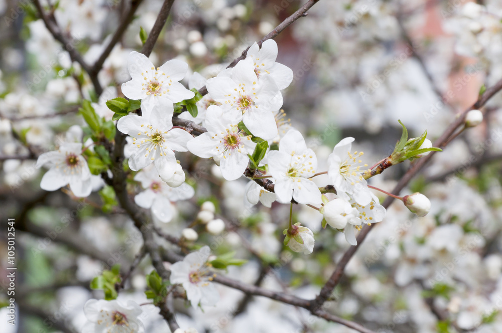 spring seasonal flowering trees