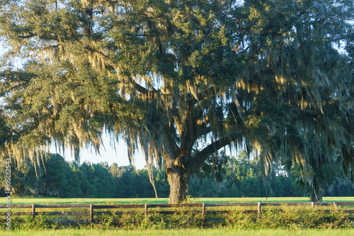 Live Oak tree with Spanish moss in pasture field meadow behind four board country farm ranch overgrown wood fence looking serene peaceful relaxing beautiful southern tranquil photo