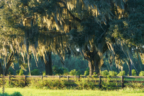 Live Oak tree with Spanish moss in pasture field meadow behind four board country farm ranch overgrown wood fence looking serene peaceful relaxing beautiful southern tranquil 