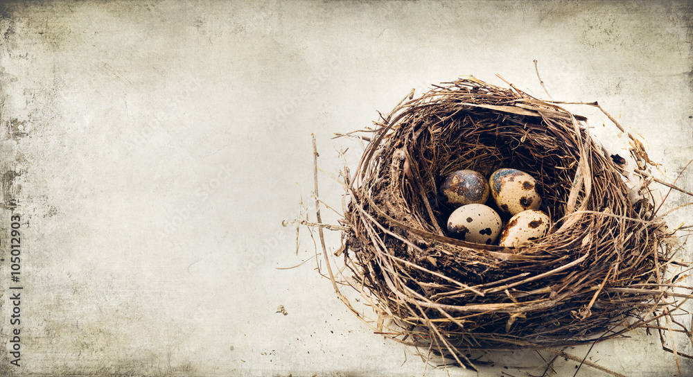 Naklejka premium nest with eggs - Easter card