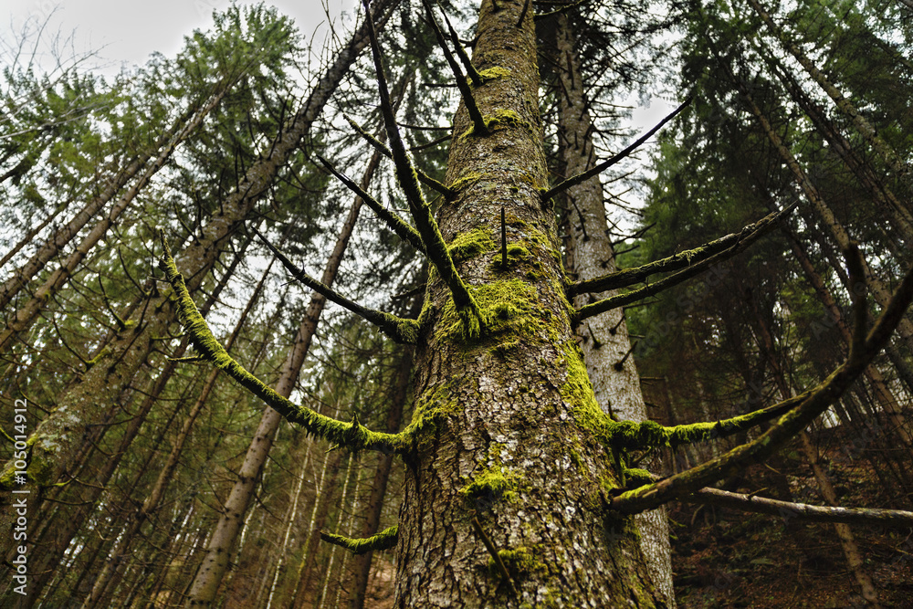 Fototapeta premium old tree full of moss