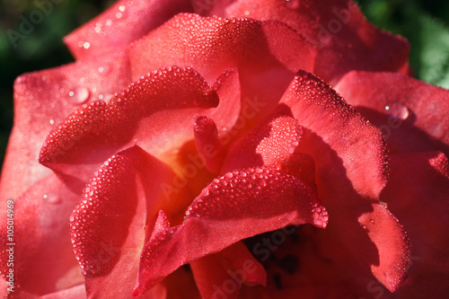  pink blossomed rose
