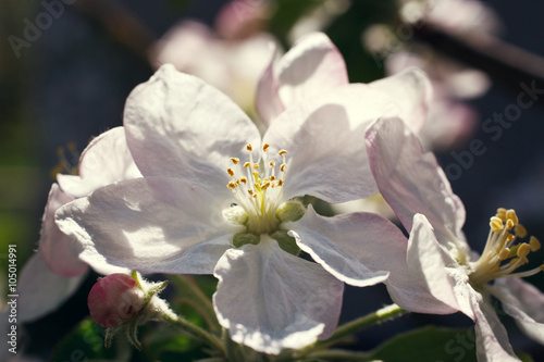 Apple blossom