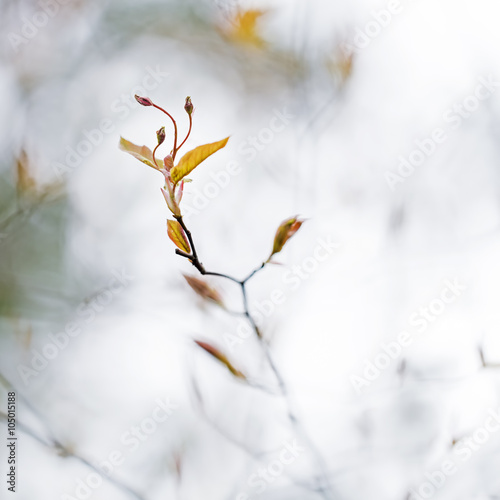 Dance of the Buds photo