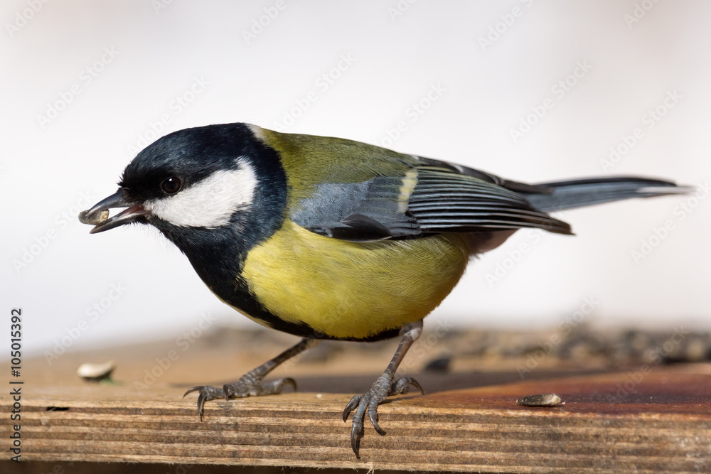 Obraz premium bird on a branch