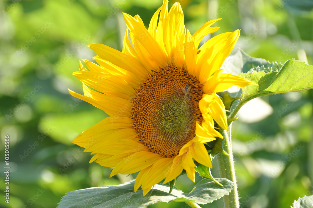 Naklejka premium Sonnenblume im Sonnenblumenfeld