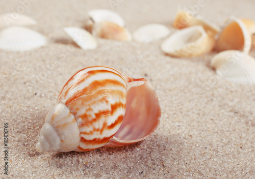 beautiful Sea shells on sand. 