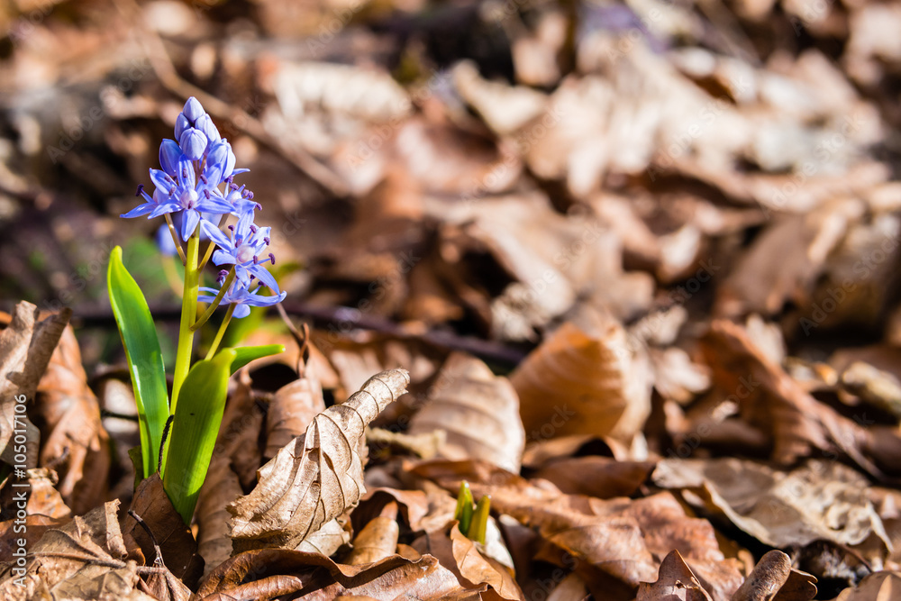 Scilla siberica. Siberian squill. Wood squill. Scilla siberica. Siberian squill. Wood squill.