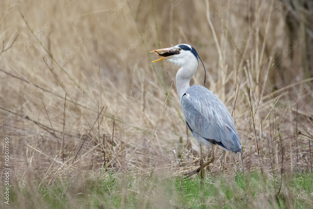 Obraz premium Grey heron (Ardea cinerea) with fish