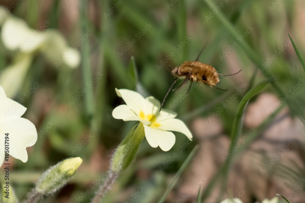 Large Bee-fly (Bombylius major) on Primrose Large Bee-fly (Bombylius major) on Primrose