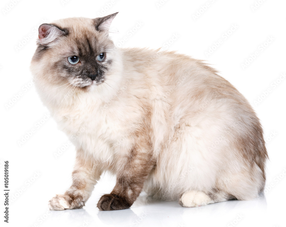 gray cat with blue eyes on a white background
