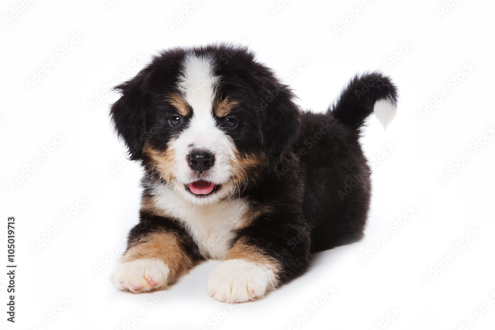 Puppy Bernese Mountain Dog lying and looking at the camera (isolated on white) Puppy Bernese Mountain Dog lying and looking at the camera (isolated on white)
