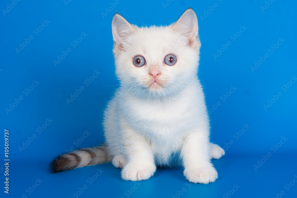 White fluffy kitten with blue eyes on a blue background