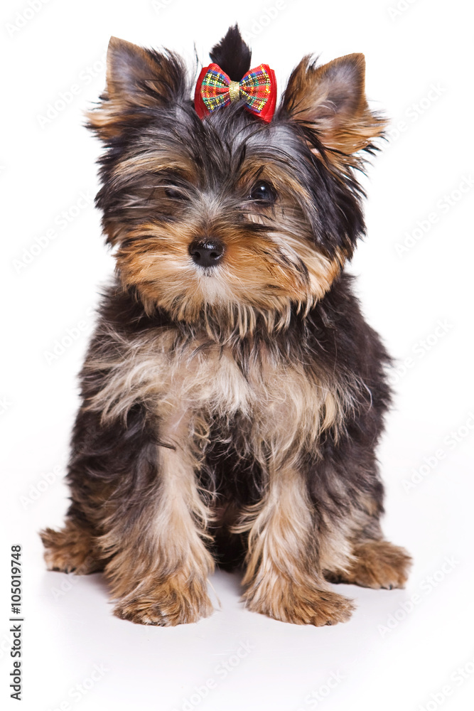 Yorkshire Terrier puppy sitting and looking at the camera (isolated on white) Yorkshire Terrier puppy sitting and looking at the camera (isolated on white)