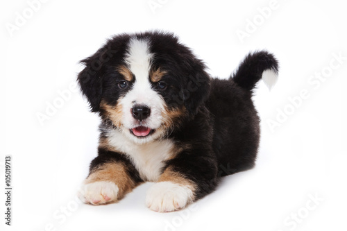 Puppy Bernese Mountain Dog lying and looking at the camera (isolated on white)